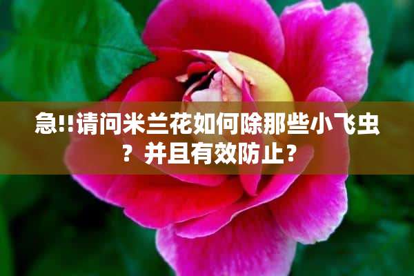 急!!请问米兰花如何除那些小飞虫？并且有效防止？