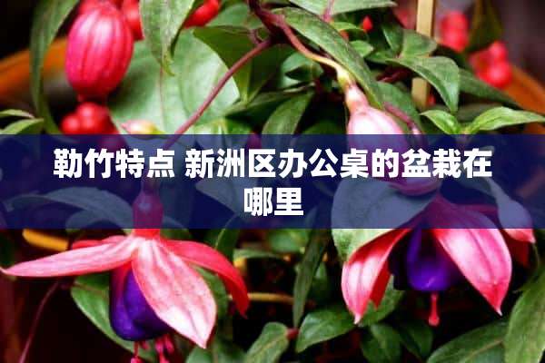 勒竹特点 新洲区办公桌的盆栽在哪里