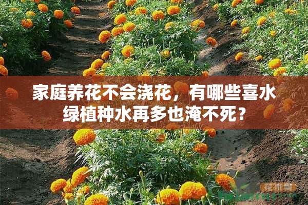 家庭养花不会浇花，有哪些喜水绿植种水再多也淹不死？