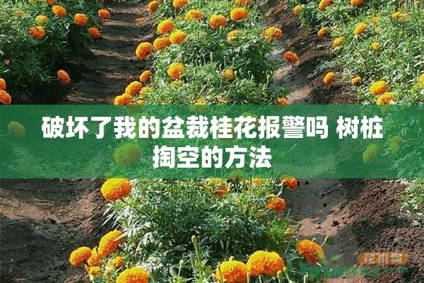 破坏了我的盆裁桂花报警吗 树桩掏空的方法