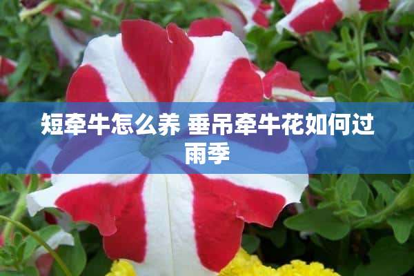 短牵牛怎么养 垂吊牵牛花如何过雨季