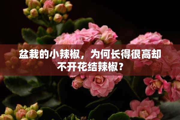 盆栽的小辣椒，为何长得很高却不开花结辣椒？