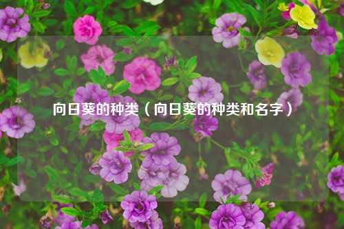 向日葵的种类（向日葵的种类和名字） 花卉