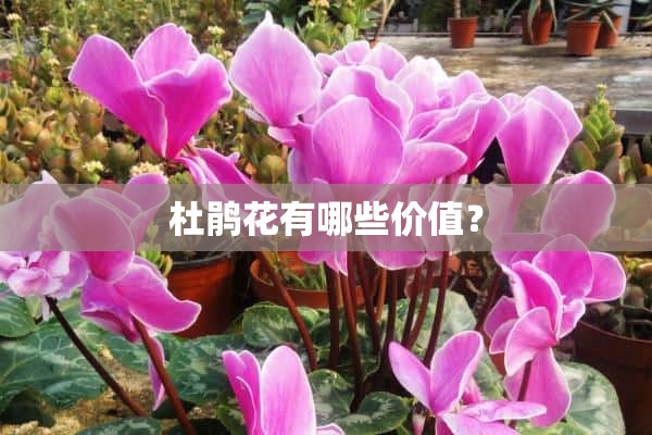 杜鹃花有哪些价值？