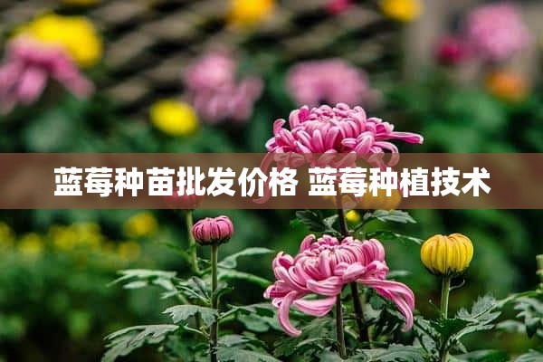 蓝莓种苗批发价格 蓝莓种植技术