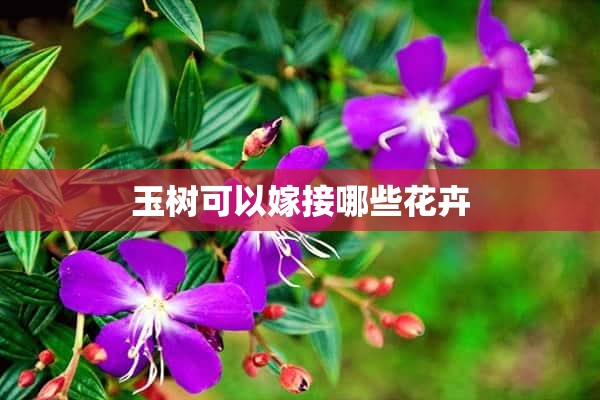 玉树可以嫁接哪些花卉