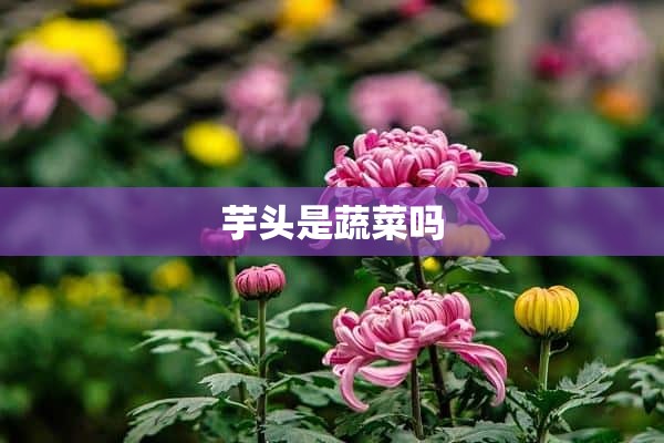 芋头是蔬菜吗