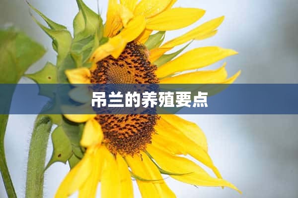 吊兰的养殖要点