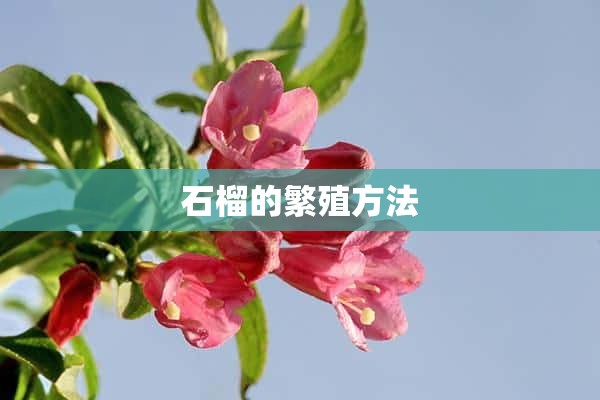 石榴的繁殖方法