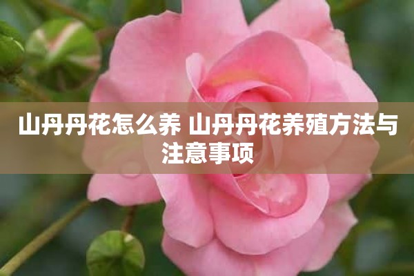 山丹丹花怎么养 山丹丹花养殖方法与注意事项