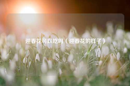 迎春花可以吃吗（迎春花的样子）