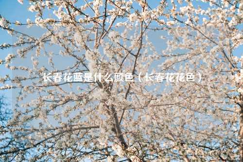 长春花蓝是什么颜色（长春花花色） 花卉