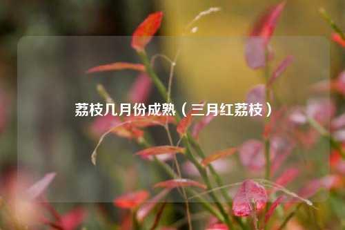 荔枝几月份成熟（三月红荔枝） 花卉