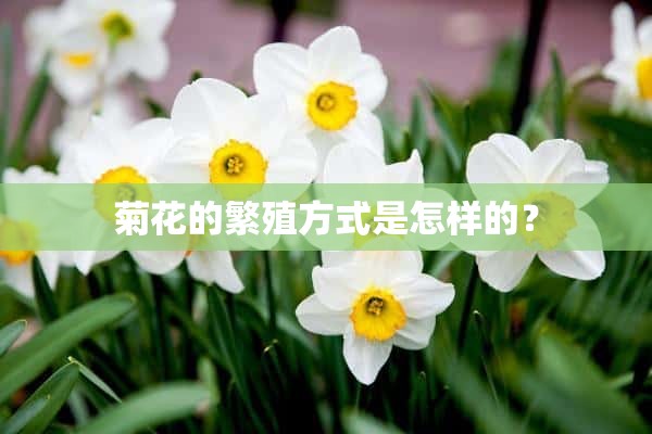 菊花的繁殖方式是怎样的？