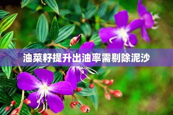 油菜籽提升出油率需剔除泥沙