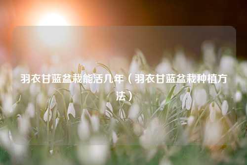 羽衣甘蓝盆栽能活几年（羽衣甘蓝盆栽种植方法）