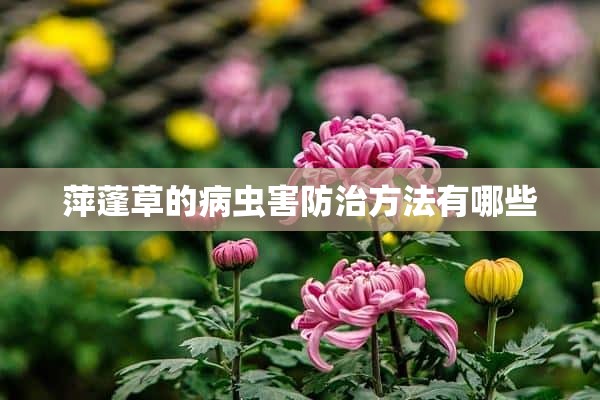 萍蓬草的病虫害防治方法有哪些