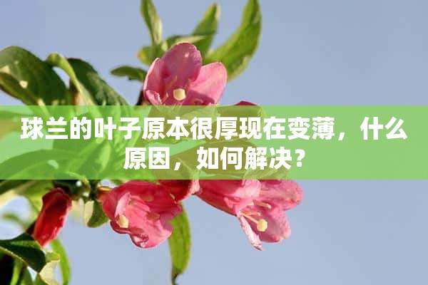 球兰的叶子原本很厚现在变薄，什么原因，如何解决？