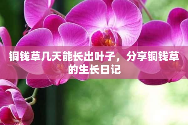 铜钱草几天能长出叶子，分享铜钱草的生长日记