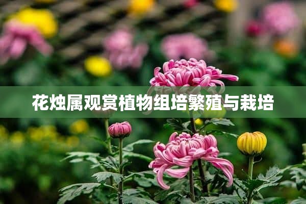 花烛属观赏植物组培繁殖与栽培