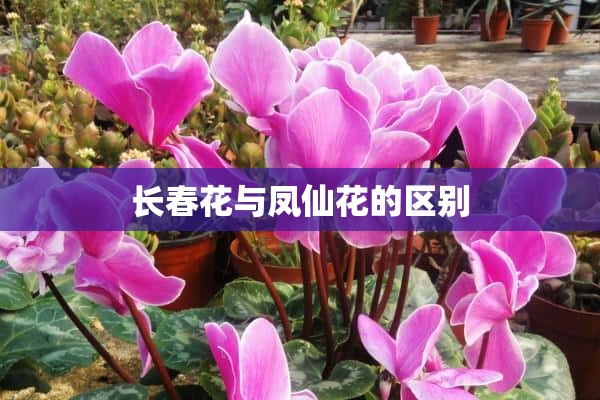 长春花与凤仙花的区别