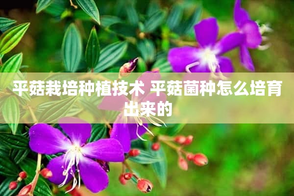 平菇栽培种植技术 平菇菌种怎么培育出来的