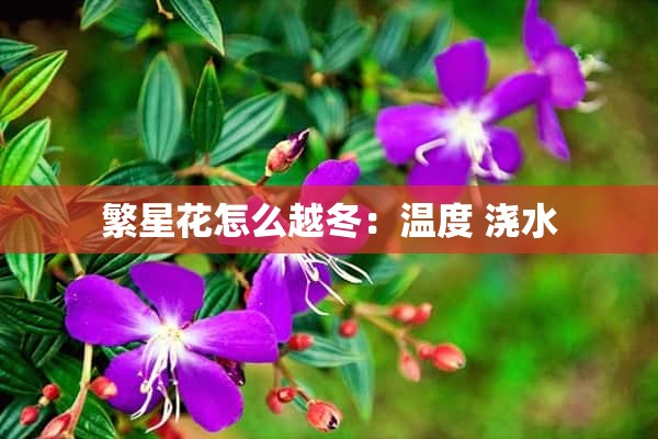 繁星花怎么越冬：温度 浇水