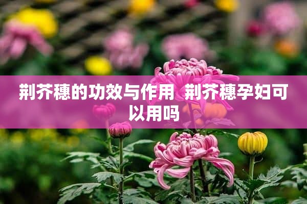 荆芥穗的功效与作用  荆芥穗孕妇可以用吗