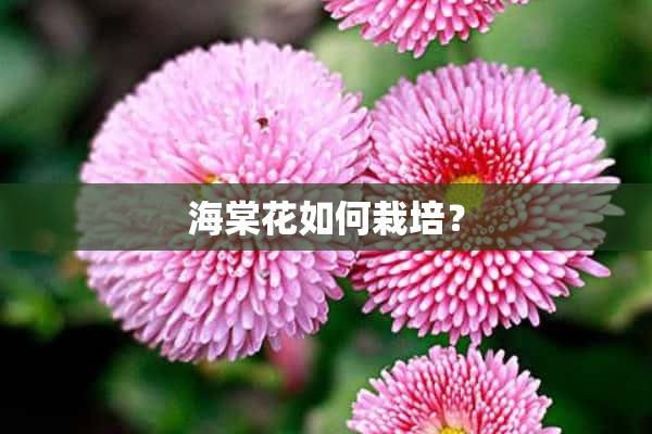 海棠花如何栽培？