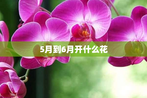 5月到6月开什么花