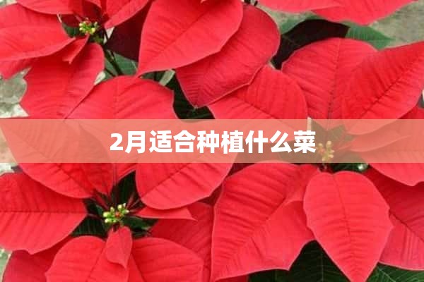 2月适合种植什么菜