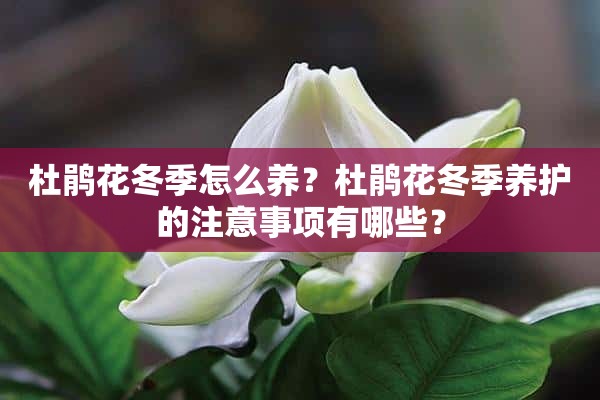 杜鹃花冬季怎么养？杜鹃花冬季养护的注意事项有哪些？