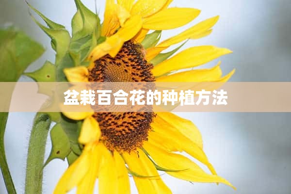 盆栽百合花的种植方法