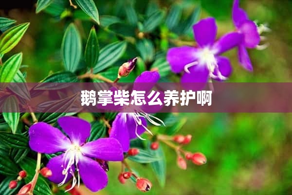 鹅掌柴怎么养护啊