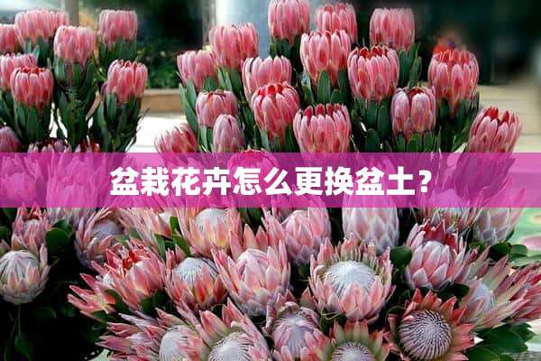 盆栽花卉怎么更换盆土？