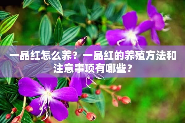 一品红怎么养？一品红的养殖方法和注意事项有哪些？