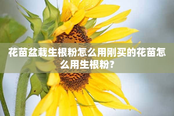 花苗盆栽生根粉怎么用刚买的花苗怎么用生根粉？