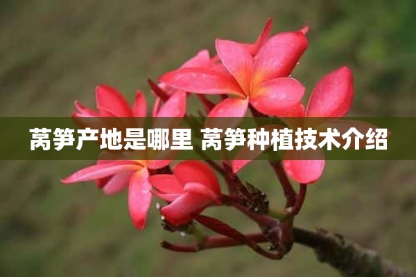 莴笋产地是哪里 莴笋种植技术介绍