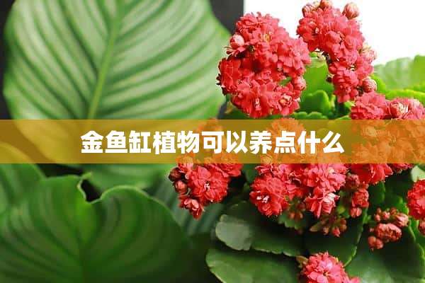 金鱼缸植物可以养点什么