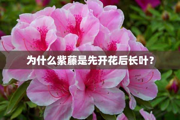 为什么紫藤是先开花后长叶？