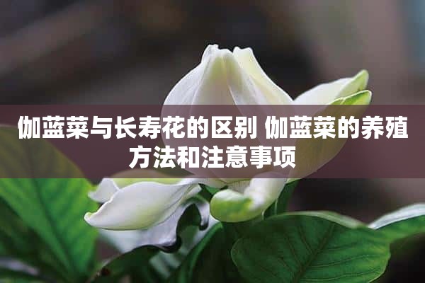 伽蓝菜与长寿花的区别 伽蓝菜的养殖方法和注意事项