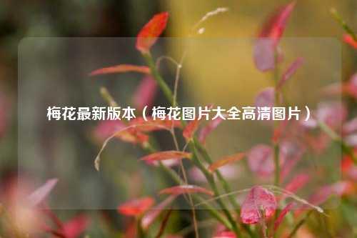 梅花最新版本（梅花图片大全高清图片） 花卉