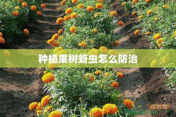 种植果树蚜虫怎么防治