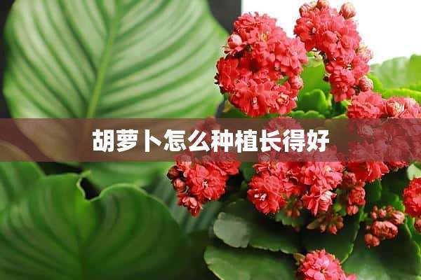 胡萝卜怎么种植长得好