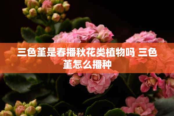 三色堇是春播秋花类植物吗 三色堇怎么播种