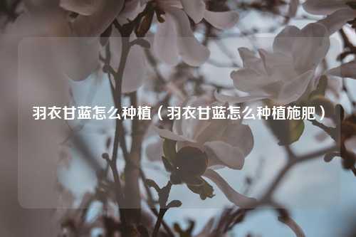 羽衣甘蓝怎么种植（羽衣甘蓝怎么种植施肥） 花卉