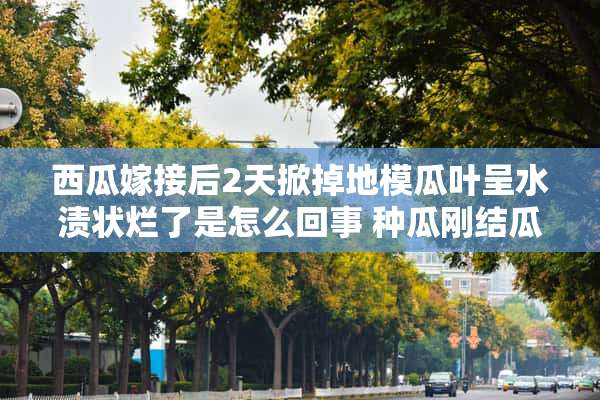 西瓜嫁接后2天掀掉地模瓜叶呈水渍状烂了是怎么回事 种瓜刚结瓜就烂掉了怎么回事