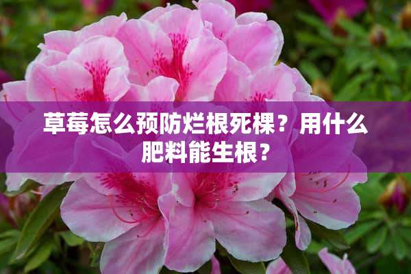 草莓怎么预防烂根死棵？用什么肥料能生根？