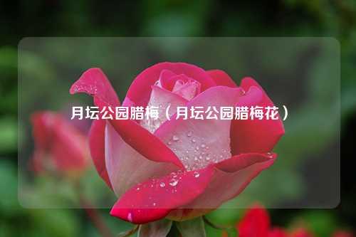 月坛公园腊梅（月坛公园腊梅花） 花卉