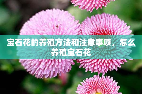 宝石花的养殖方法和注意事项，怎么养殖宝石花